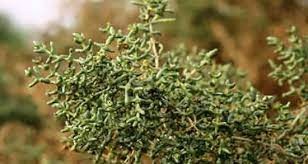 عرق چوبک سبز عرق چوبک سبز