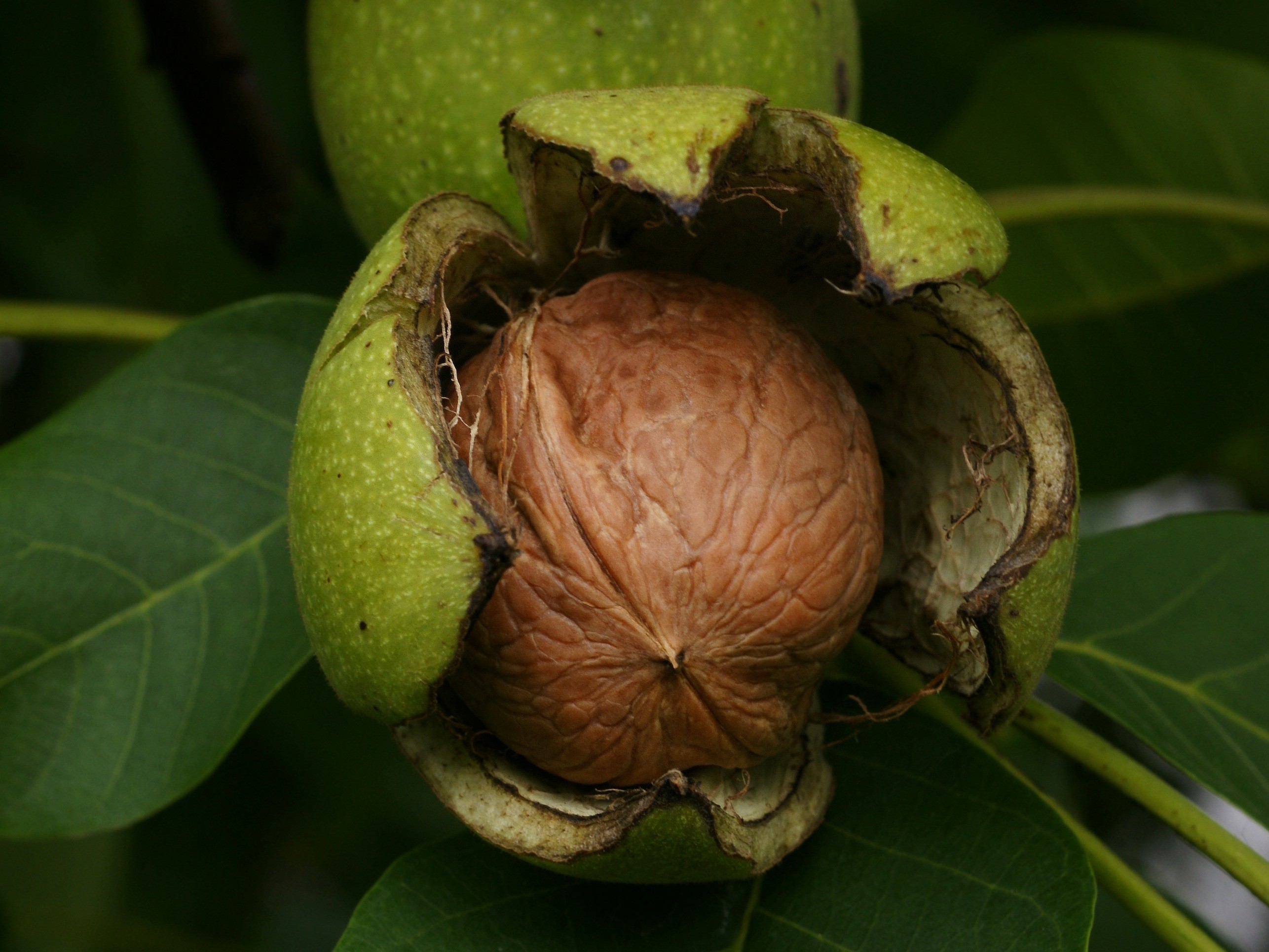 روغن گردو روغن گردو