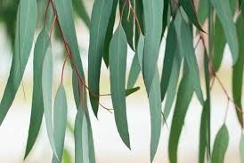 برگ اکالیپتوس برگ اکالیپتوس