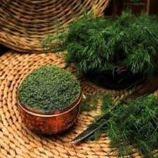 عصاره شوید عصاره شوید