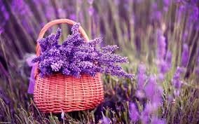 عصاره اسطوخدوس عصاره اسطوخدوس