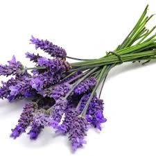 اسطوخدوس اسطوخدوس