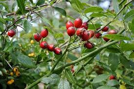 میوه نسترن میوه نسترن