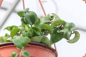 گل قهوه ای گل قهوه ای