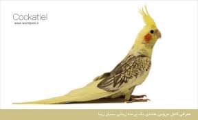 درد ناشی ازضربه به جمجمه در عروس هلندی درد ناشی ازضربه به جمجمه در عروس هلندی