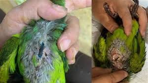 درد ناشی از سوختگی در عروس هلندی درد ناشی از سوختگی در عروس هلندی