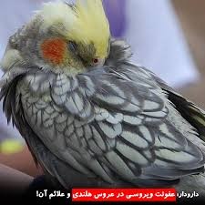 درد ناشی از عفونتهای ویروسی در عروس هلندی درد ناشی از عفونتهای ویروسی در عروس هلندی