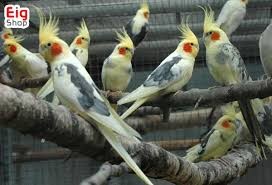 درد ناشی از خونریزی یا آسیب به روده در عروس هلندی درد ناشی از خونریزی یا آسیب به روده در عروس هلندی