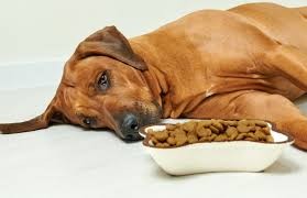 اختلالات گوارشی (از جمله سوزش معده) در سگها اختلالات گوارشی (از جمله سوزش معده) در سگها