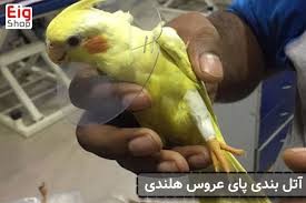 گرفتگی عضلات پا در عروس هلندی گرفتگی عضلات پا در عروس هلندی