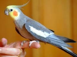 کمبود آهن و مشکلات خونی (کم‌خونی) در عروس هلندی