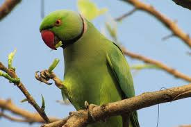 ویتامین C (اسکوربیک اسید) – فقط در مواقع استرس و بیماری برای طوطی ها