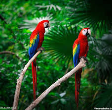 ویتامین کولین برای طوطی ها