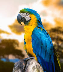 بیوتین (ویتامین H یا B7) برای طوطی ها