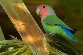 مکمل‌های پروتئین پودر تخم‌مرغ (Egg Food) برای طوطی ها