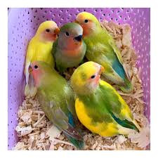 بتا-گلوکان برای طوطی ها