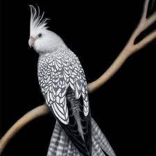 صمغ ها برای طوطی ها