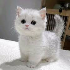 جراحی جراحی عقیم‌سازی نر برای گربه ها