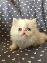 جراحی جراحی سنگ مثانه یا مجاری ادراری برای گربه ها